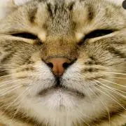 およよ