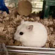 puquの画像