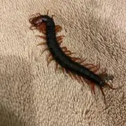 おーたくんの画像