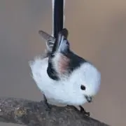 rinrin