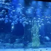 Xの画像
