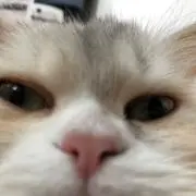 遊戯王　激レアショップ　キノの画像