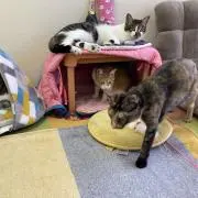 にゃん