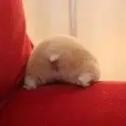 まきゃら【プロフィール必読】の画像