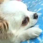 サト