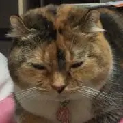 すみれ