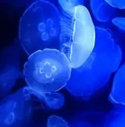 智の画像