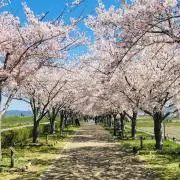 桜の画像
