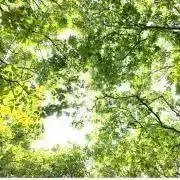 おるみ。(8/13-17)発送できませんの画像