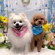 ⚠️犬を飼ってます⚠️の画像