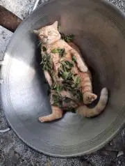 クヤシス
