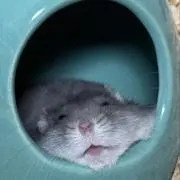 コンノジの画像