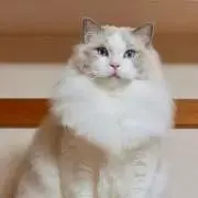 otoの画像