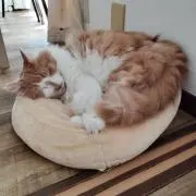 らんちゃん
