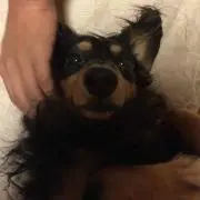 ゆりかの画像