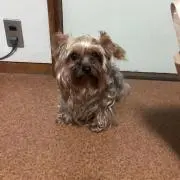 ビビアン