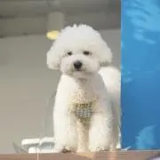 mallyの画像