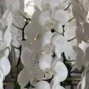 ゆうの画像
