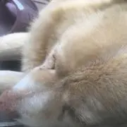 あやの画像