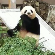 柘榴の画像