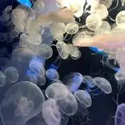 Rikarumaの画像