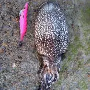 海苔