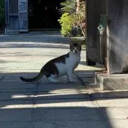 やまびこの画像