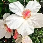 専用 ペーパーカンパニー代表取締役様 リップルフィッシャー - メルカリ