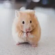 はむかつの画像