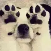 PFのご一読をお願い致しますの画像
