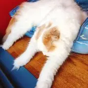 t_cの画像