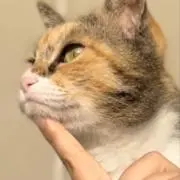 いそがしいネコの画像