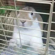 hiro
