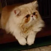 あこ