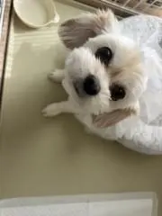 ニコ