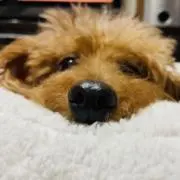 もんの画像