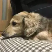 mi mi  フォローで割引きの画像