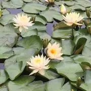てぴょんの画像