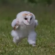 けいしの画像