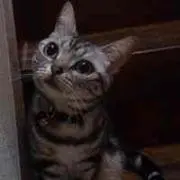 Aki