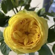トトリの画像