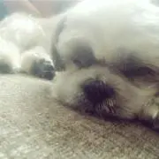 muu