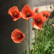 みーの画像