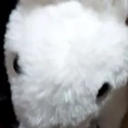 あやたの画像