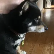 コタローの画像