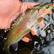 釣り好き
