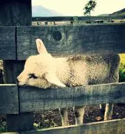 もふもふの画像