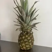 パインの画像