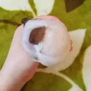 ぶぴおさん