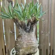 ryoooohの画像